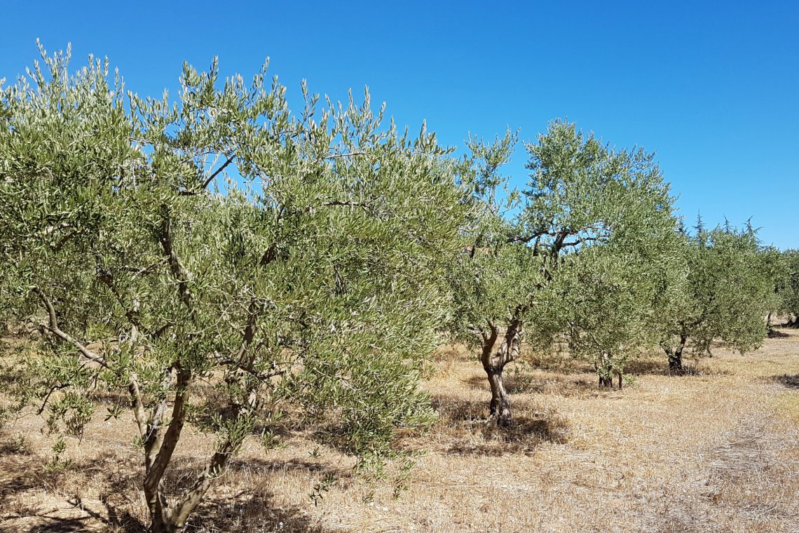 campo olivastro