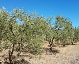 Olive oil from Haute-Provence (AOC)