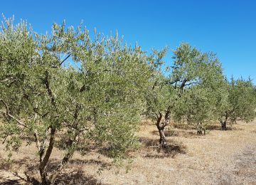 Olive oil from Haute-Provence (AOC)