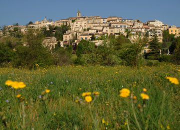 Dauphin ©Philippe Leroux