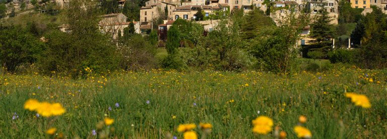 Dauphin ©Philippe Leroux