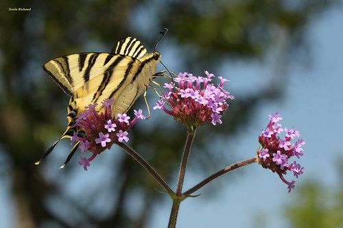 Parchi e giardini nelle Alpes de Haute Provence : Sentier des papillons