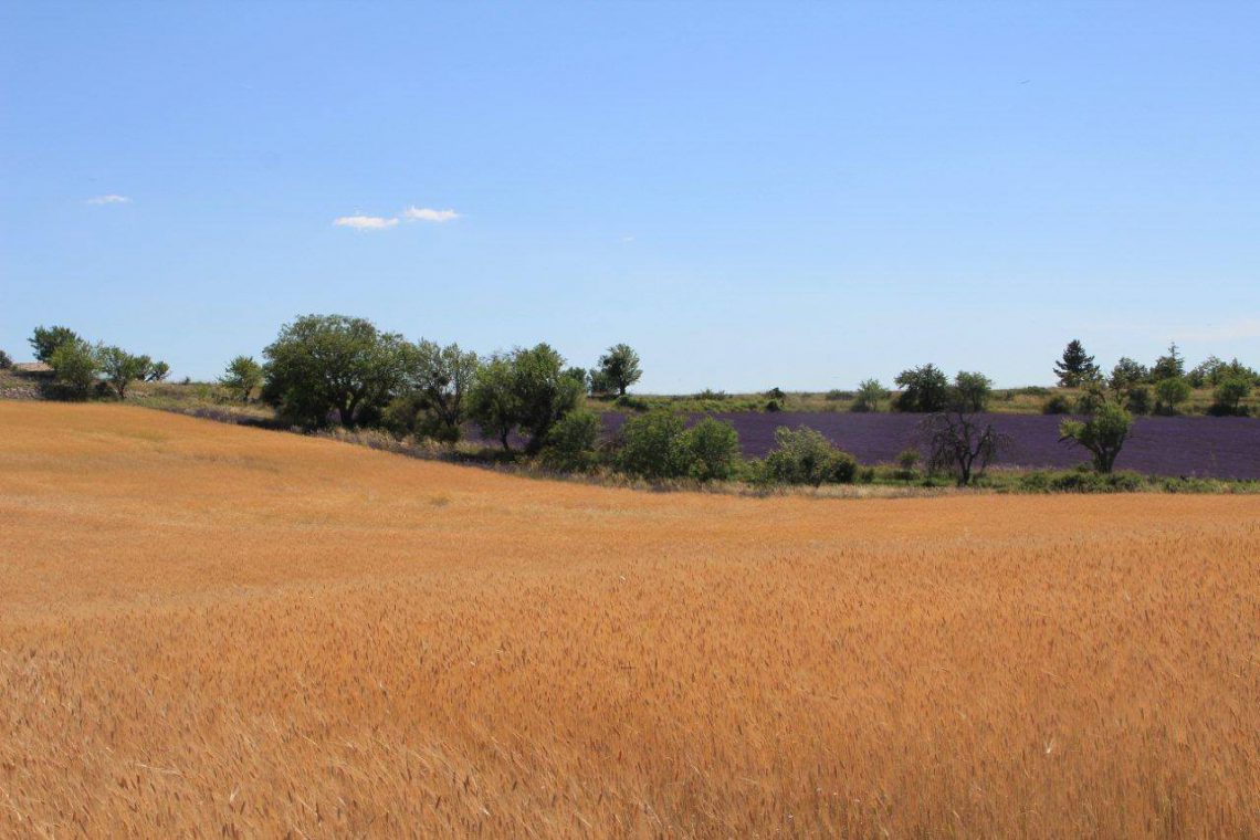 Il piccolo farro di Haute Provence (IGP)©Syndicat du petit épeautre de Haute-Provence