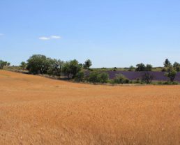 Il piccolo farro di Haute Provence (IGP) ©Syndicat du petit épeautre de Haute-Provence