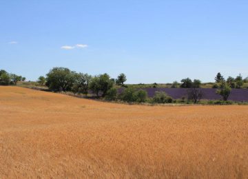 Il piccolo farro di Haute Provence (IGP) ©Syndicat du petit épeautre de Haute-Provence