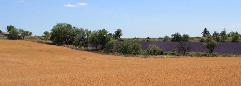 Il piccolo farro di Haute Provence (IGP) ©Syndicat du petit épeautre de Haute-Provence