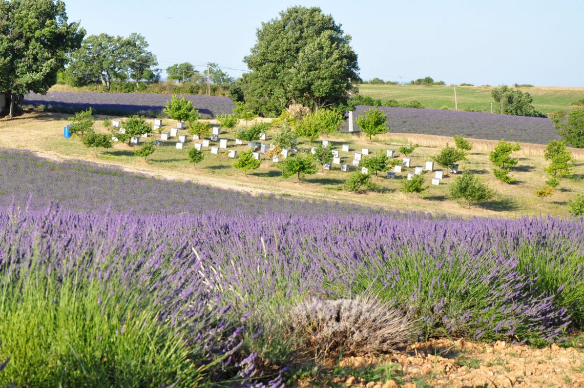 Il miele alveari nei pressi di un campo di lavanda