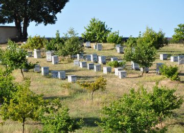 Il miele alveari nei pressi di un campo di lavanda Valensole