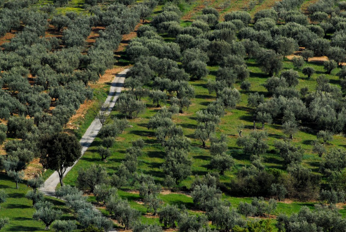 Oliva a Lurs ©Philippe Leroux