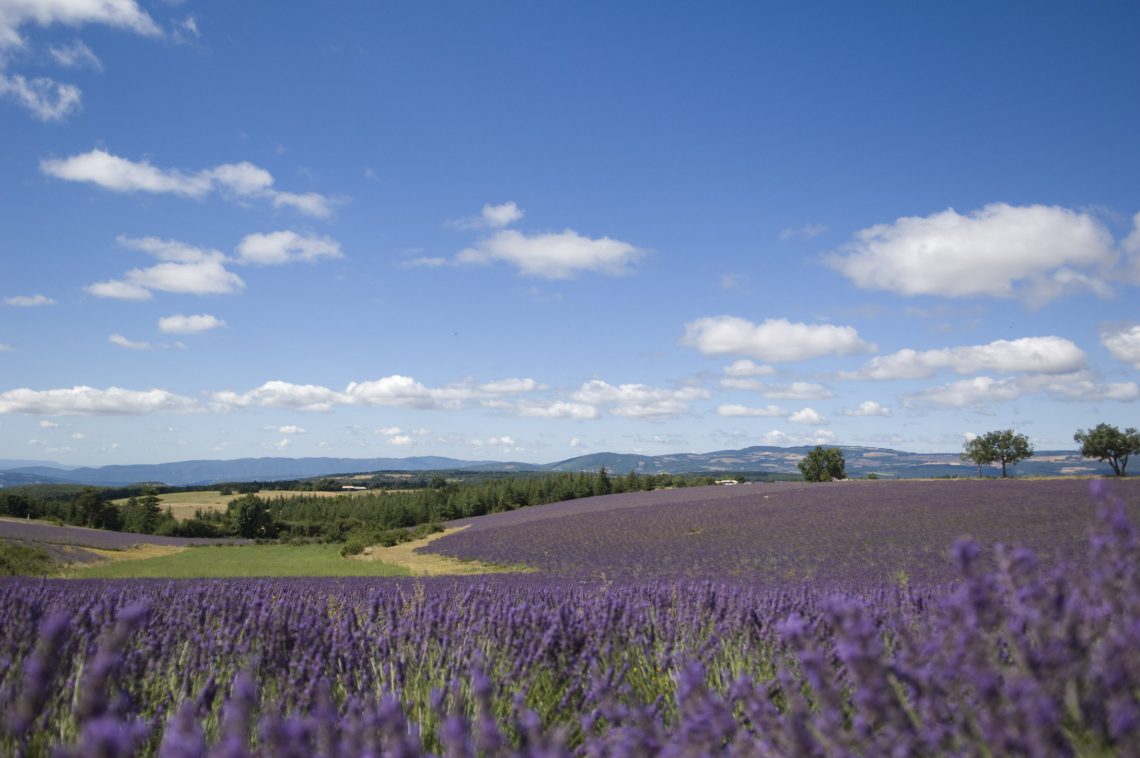 Campi di lavanda ©M. Boutin