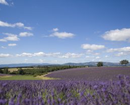 Lavander field ©M. Boutin