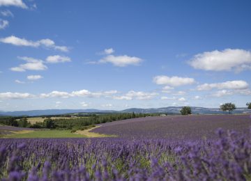 Lavander field ©M. Boutin