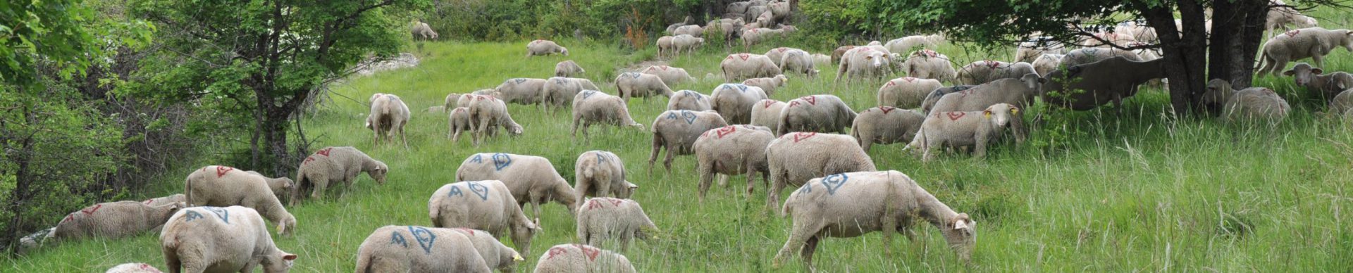 L'agnello di Sisteron (Label Rouge)