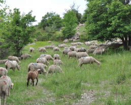 L'agnello di Sisteron (Label Rouge)