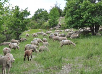 L'agnello di Sisteron (Label Rouge)