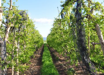 Haute Durance apples (IGP) and other Haute Provence fruit