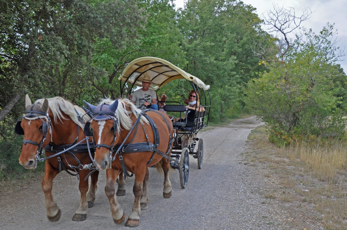 Circuito in carrozza da Forcalquier alla Montagna di Lure