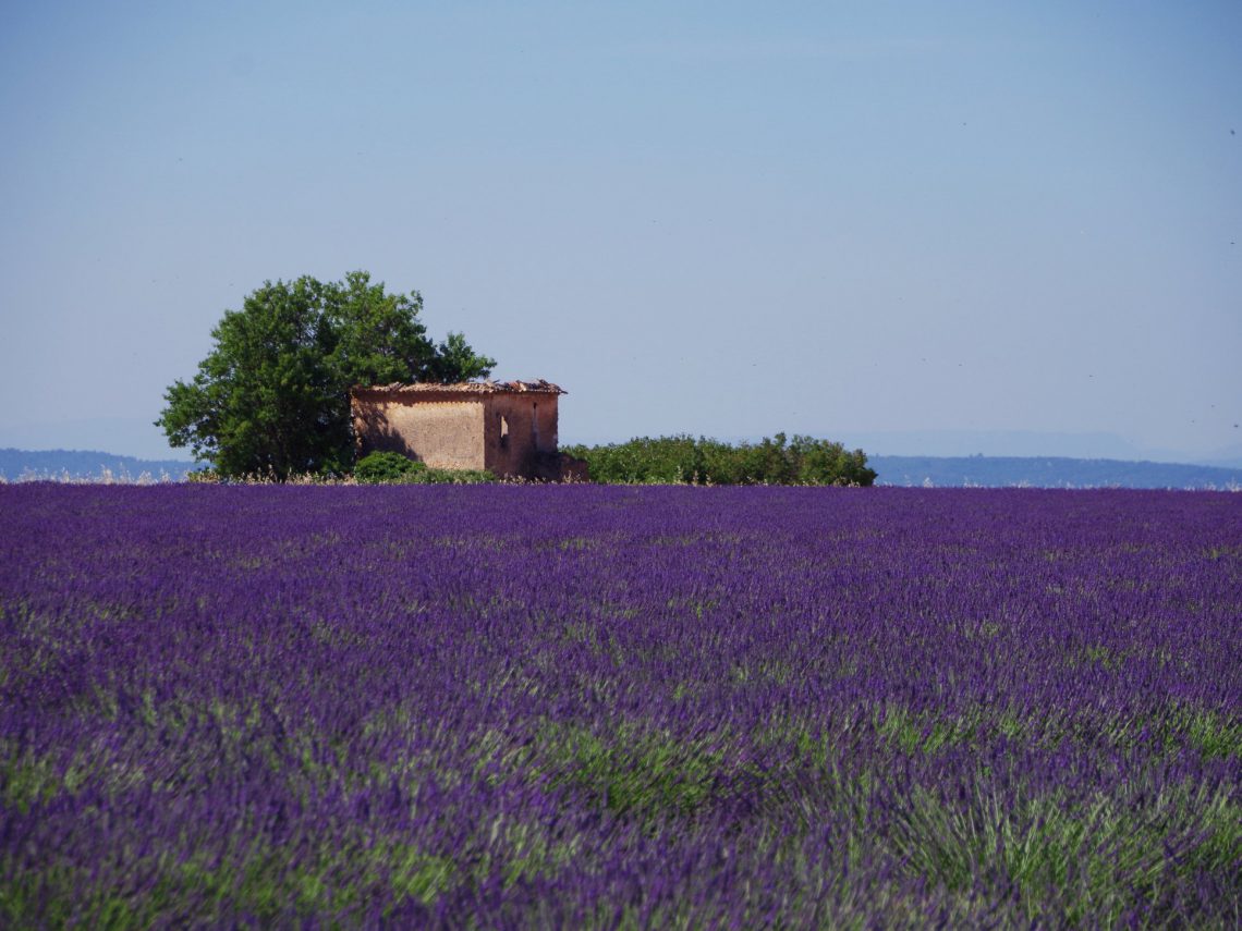 lavanda