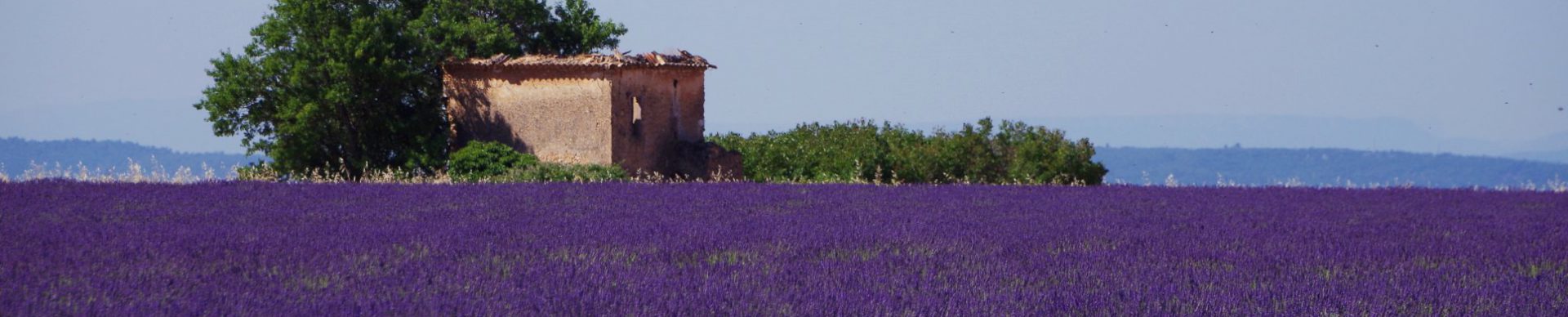 lavander field on the course