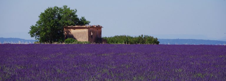 lavander field on the course