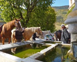 cheval fontaine