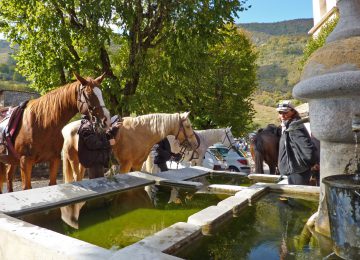 cheval fontaine