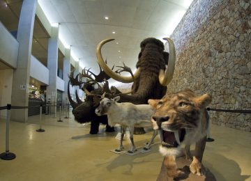 Musée de préhistoire des gorges du Verdon à Quinson