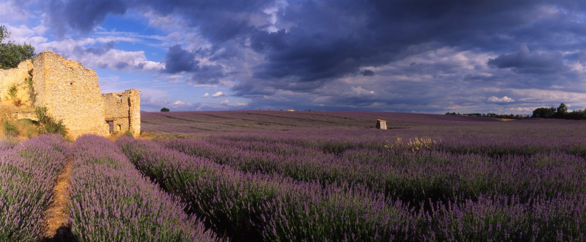 campo di lavanda nelle Valensole