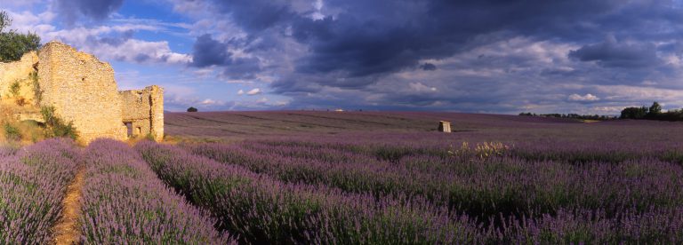 plateau de Valensole