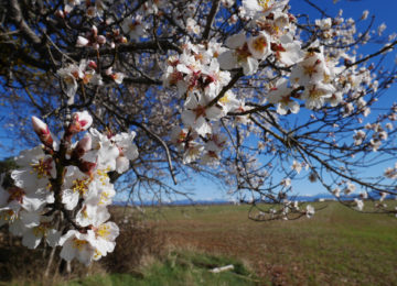 Almonds from Valensole ©ADT04/Gbe