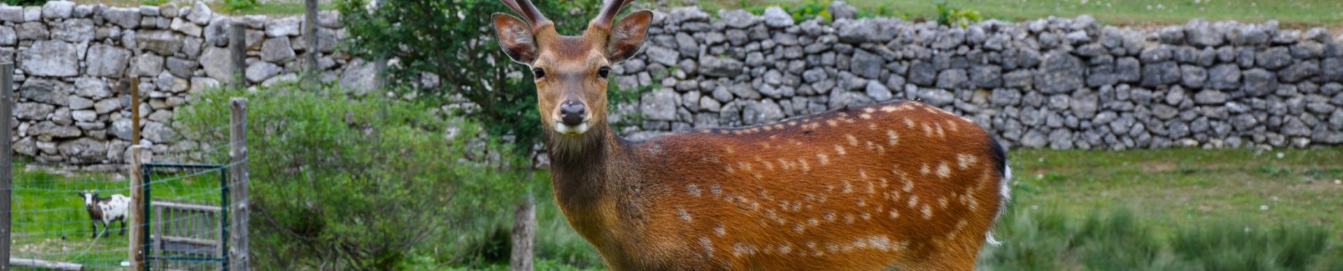 Parco degli animali di St Geniez