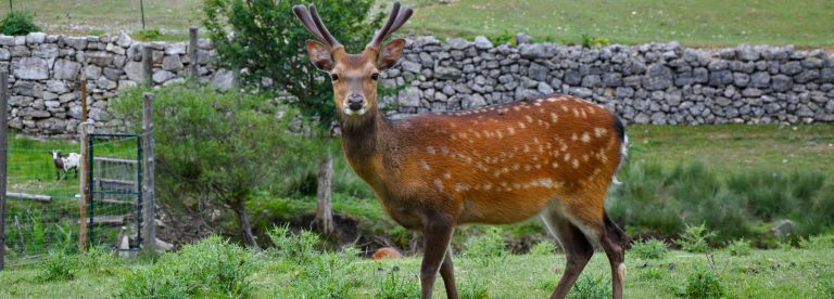 Parco degli animali di St Geniez