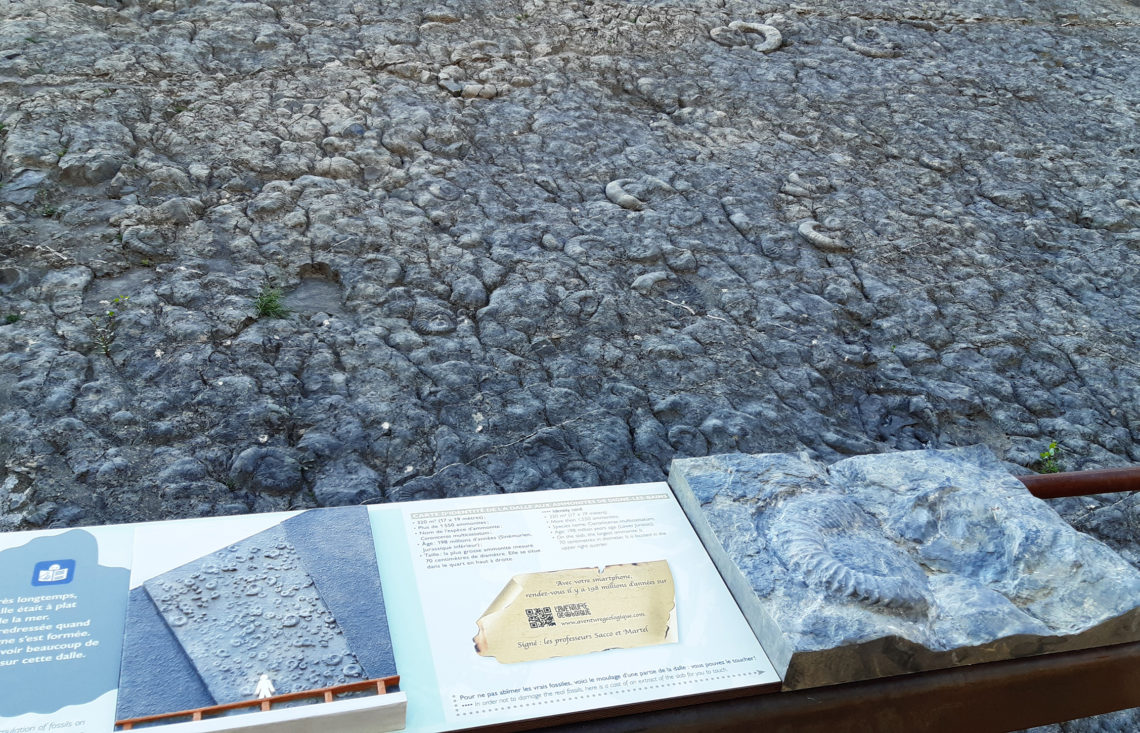 La dalle aux ammonites de Digne-les-Bains © CD Alpes de Haute Provence
