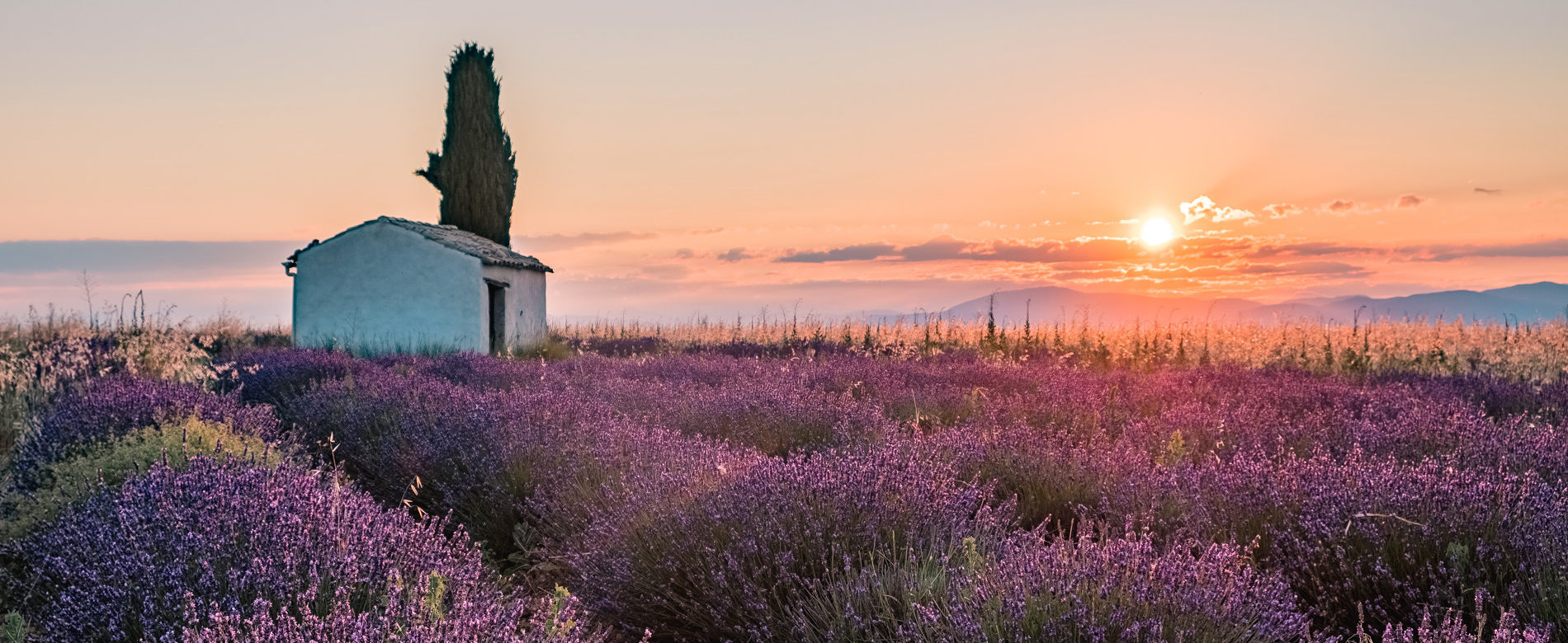 Lavanda di Provenza ©AD04/Teddy Verneuil