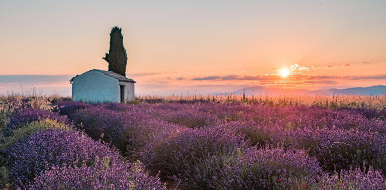 Lavanda di Provenza ©AD04/Teddy Verneuil